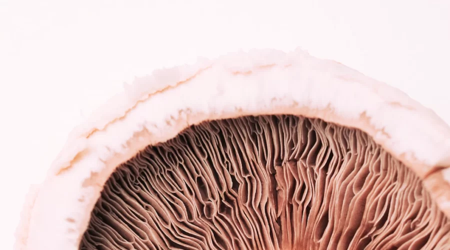 Penyebab pertumbuhan jamur